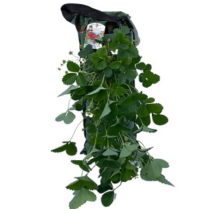 Naturfreund Erdbeeren-Wandhänger mit grünen Blättern und weißen Blüten, ca. 50 cm.