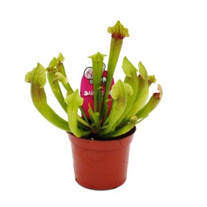 Exotenherz Schlauchpflanze Sarracenia Fiona im 9cm Topf, eine fleischfressende Pflanze.