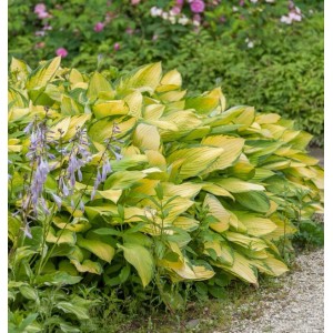 Funkie 'June Fever' (Hosta cultorum) mit gelb-grünen Blättern und lila Blüten im Garten.
