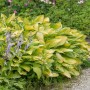 Funkie 'June Fever' (Hosta cultorum) mit gelb-grünen Blättern und lila Blüten im Garten.