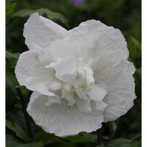 Nahaufnahme einer einzelnen, weißen Garteneibisch White Chiffon Blüte.
