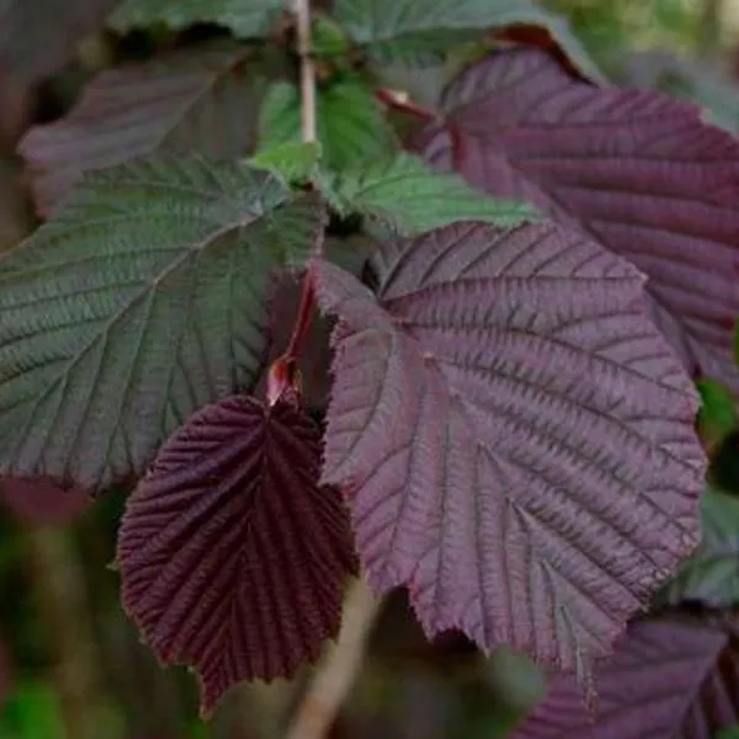 arborix Bluthasel 'Purpurea' Corylus Maxima 60 Bis 80 Cm Im Container Rotlaubig
