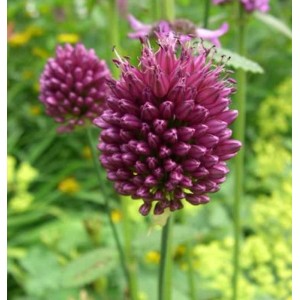 Nahaufnahme einer purpurvioletten Zierlauch-Blüte (Allium sphaerocephalon) im Garten.