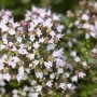 Nahaufnahme des blühenden Echten Dost (Origanum Vulgare Compactum) im 9x9 cm Topf.