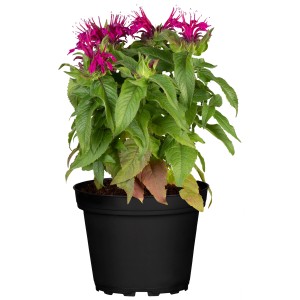 GROW by OBI Indianernessel Balmy Rose im Topf, rosafarbene Sommerpflanze.