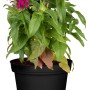 GROW by OBI Indianernessel Balmy Rose im Topf, rosafarbene Sommerpflanze.