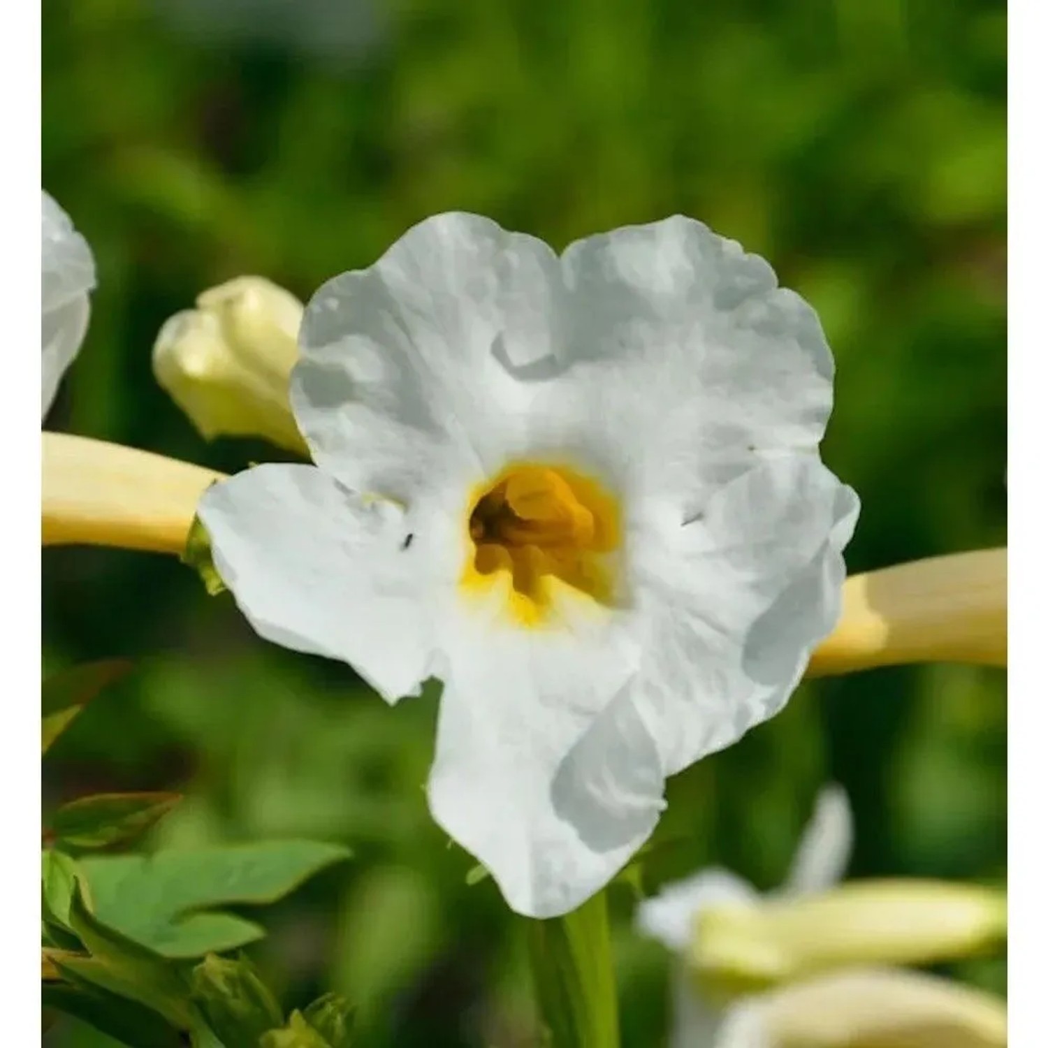 Freilandgloxine Alba - Incarvillea delavayi