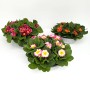 Garten-Schlüsselblumen im Zink-Gefäß in verschiedenen Farben, Topf-Ø ca. 29 cm.
