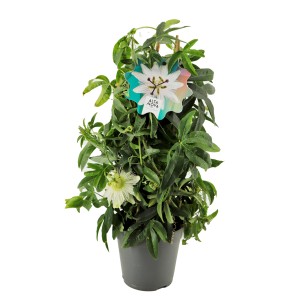 Passionsblume im Topf, Farbenauswahl zufällig. Kletterpflanze mit exotischen Blüten.