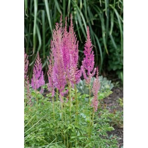 Prachtspiere 'Superba' (Astilbe) mit pinkfarbenen Blüten im Gartenbeet.
