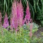 Prachtspiere 'Superba' (Astilbe) mit pinkfarbenen Blüten im Gartenbeet.