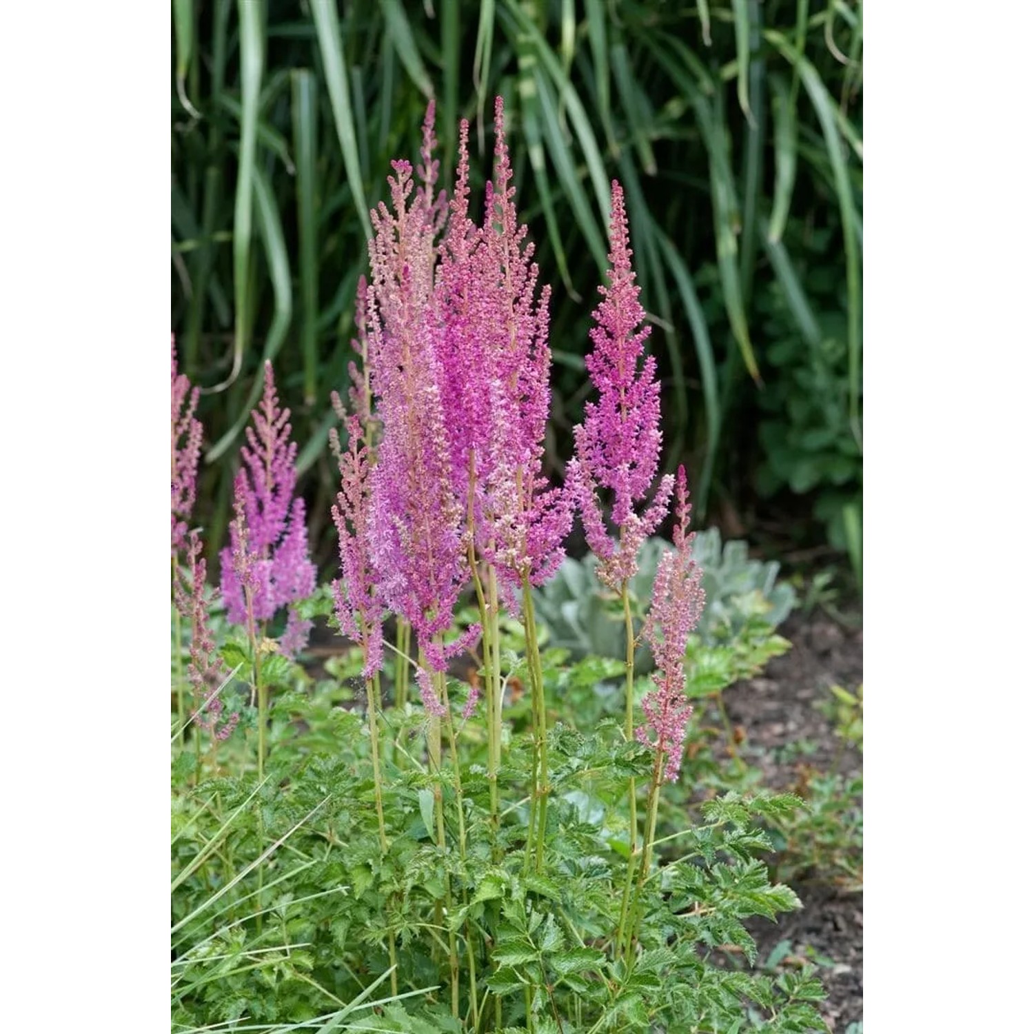 Prachtspiere 'Superba' (Astilbe) mit pinkfarbenen Blüten im Gartenbeet.