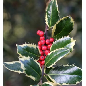 Detailaufnahme: Weißbunte Stechpalme Ilex Argentea mit roten Beeren und grün-weißem Laub.