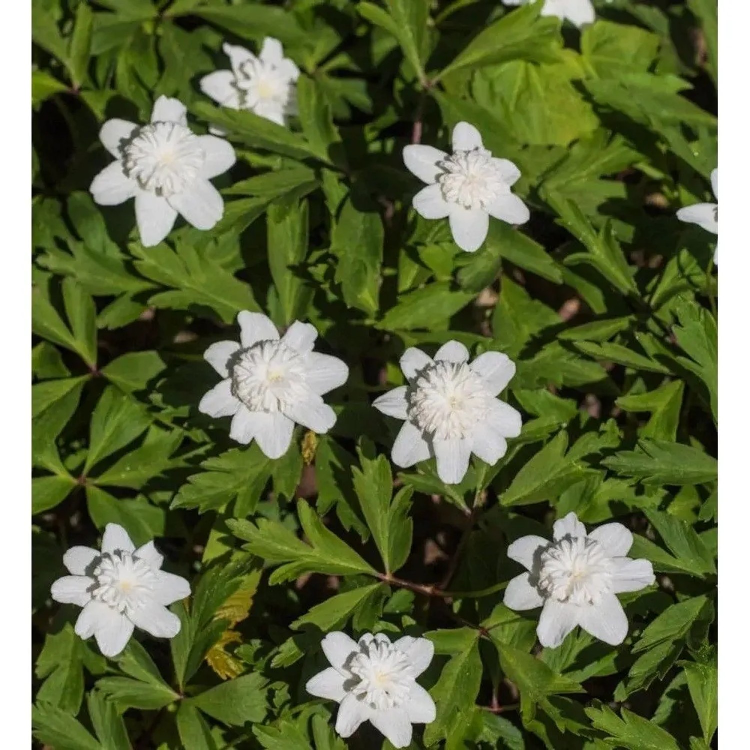 Buschwindröschen Vestal - Anemone nemorosa