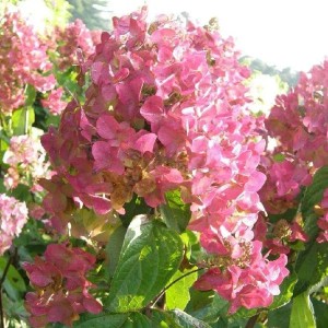 Rispenhortensie 'Mega Mindy' Hydrangea paniculata 40 bis 50 cm im Container Rosaweiße Blütenrispen