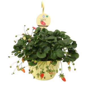 Hängende Erdbeerpflanze 'Toscana' in gelbem Topf mit reifen, roten Früchten und grünen Blättern.