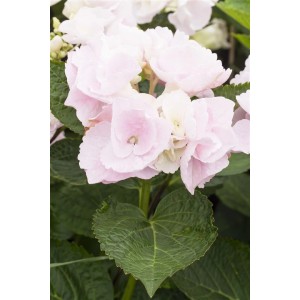 Nahaufnahme einer rosa Bauernhortensie (Hydrangea macrophylla) mit grünen Blättern.