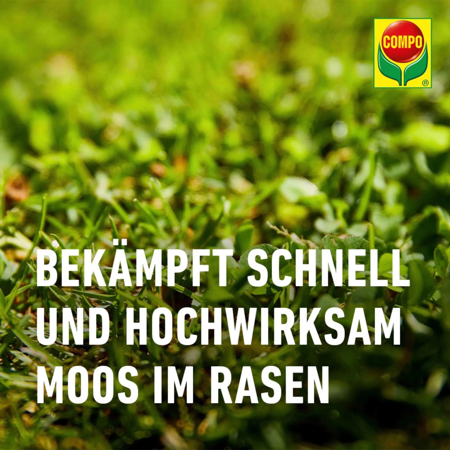 Compo Bio Rasen Moosfrei Herbistop: Detailaufnahme von Rasen mit Moosbefall.