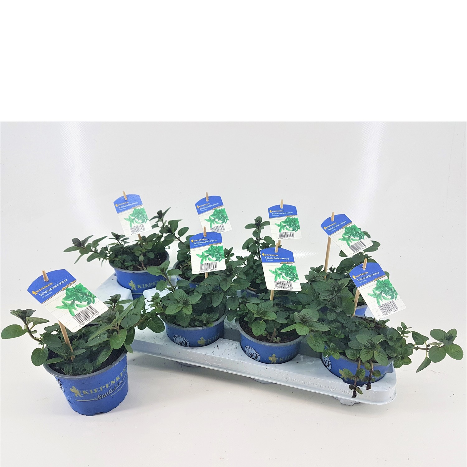 Kiepenkerl Schokoladen Minze TopfØ ca. 12 cm kaufen bei OBI