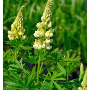 Gartenlupinie 'Kronleuchter': Staude mit gelb-weißen Blütenähren und grünen Blättern.