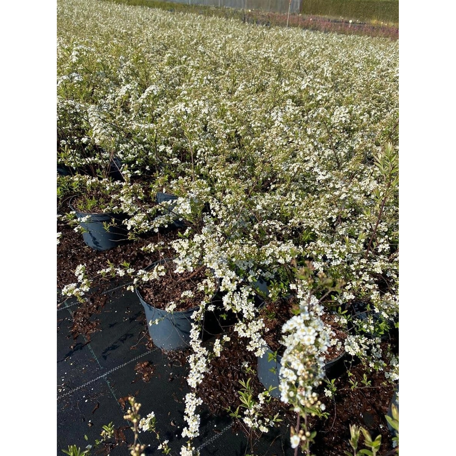 Spiraea Cinerea Grefsheim Asch-Spiere Weiß 40–60 cm günstig online kaufen