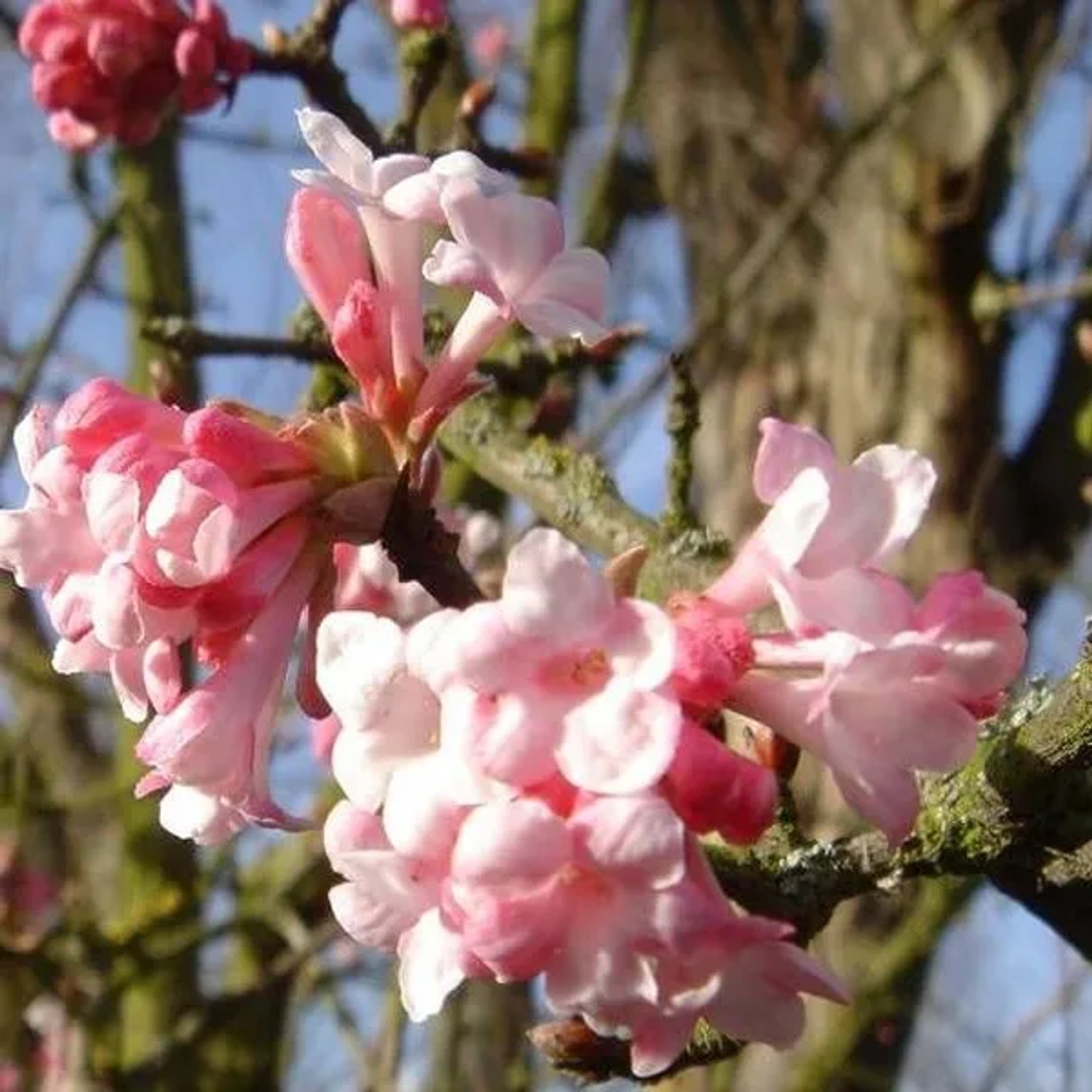 Winterschneeball 'Dawn' Viburnum bodnantense 60 bis 80 cm im Container Duftende Winterblüte