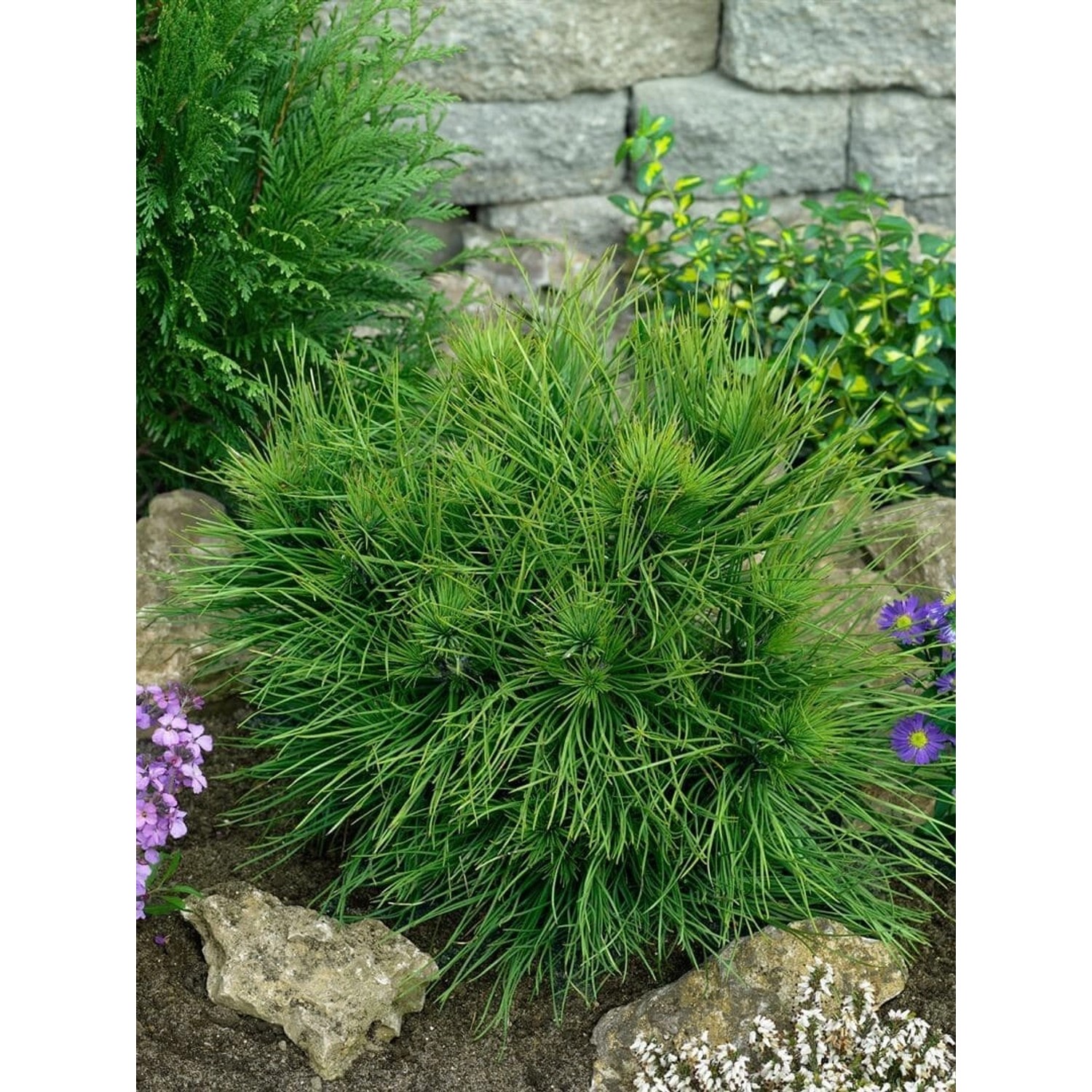 Pinus Nigra Spielberg Schwarzkiefer 30–40 cm günstig online kaufen