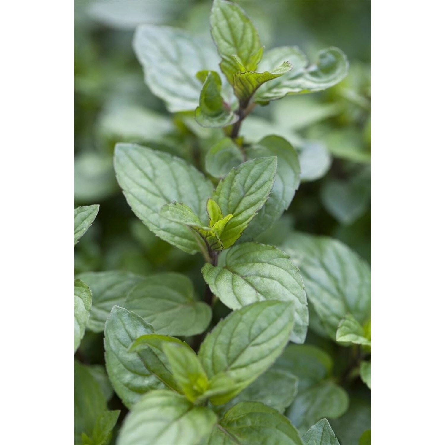Mentha X Piperita Chocolate Schokoladenminze Ca. 9x9 cm Topf günstig online kaufen