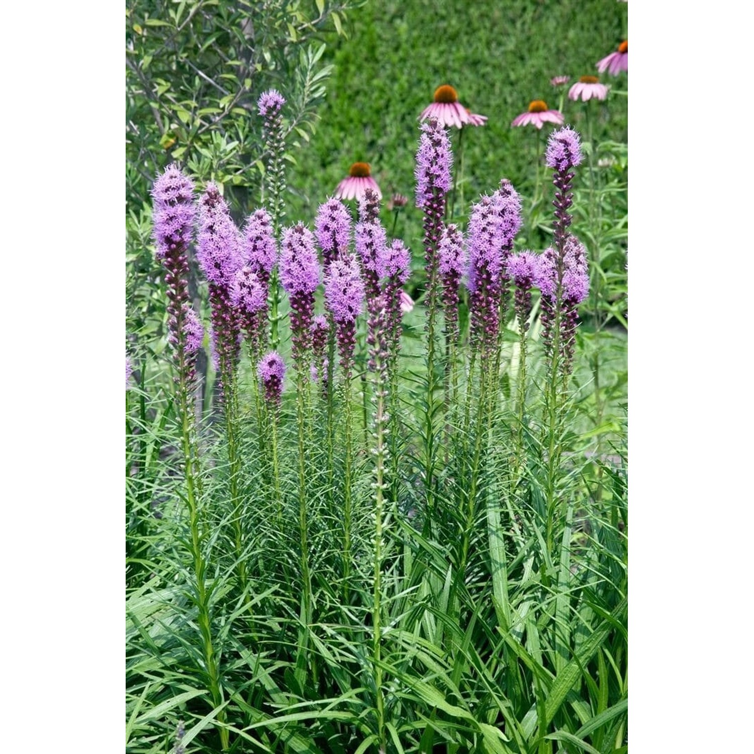 Liatris Spicata Floristan Violett Prachtscharte Ca. 9x9 cm Topf günstig online kaufen