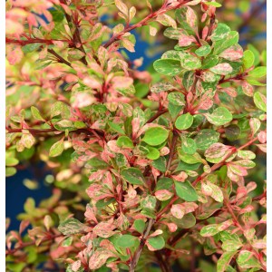 Zwerg-Berberitze Natasza mit grün-rosa Blättern, Detailaufnahme der Pflanze.