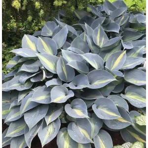 Funkie 'Grand Marquee' (Hosta) mit blaugrünen Blättern und gelber Zeichnung.