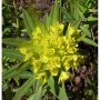 Sumpfwolfmilch - Euphorbia palustris_2