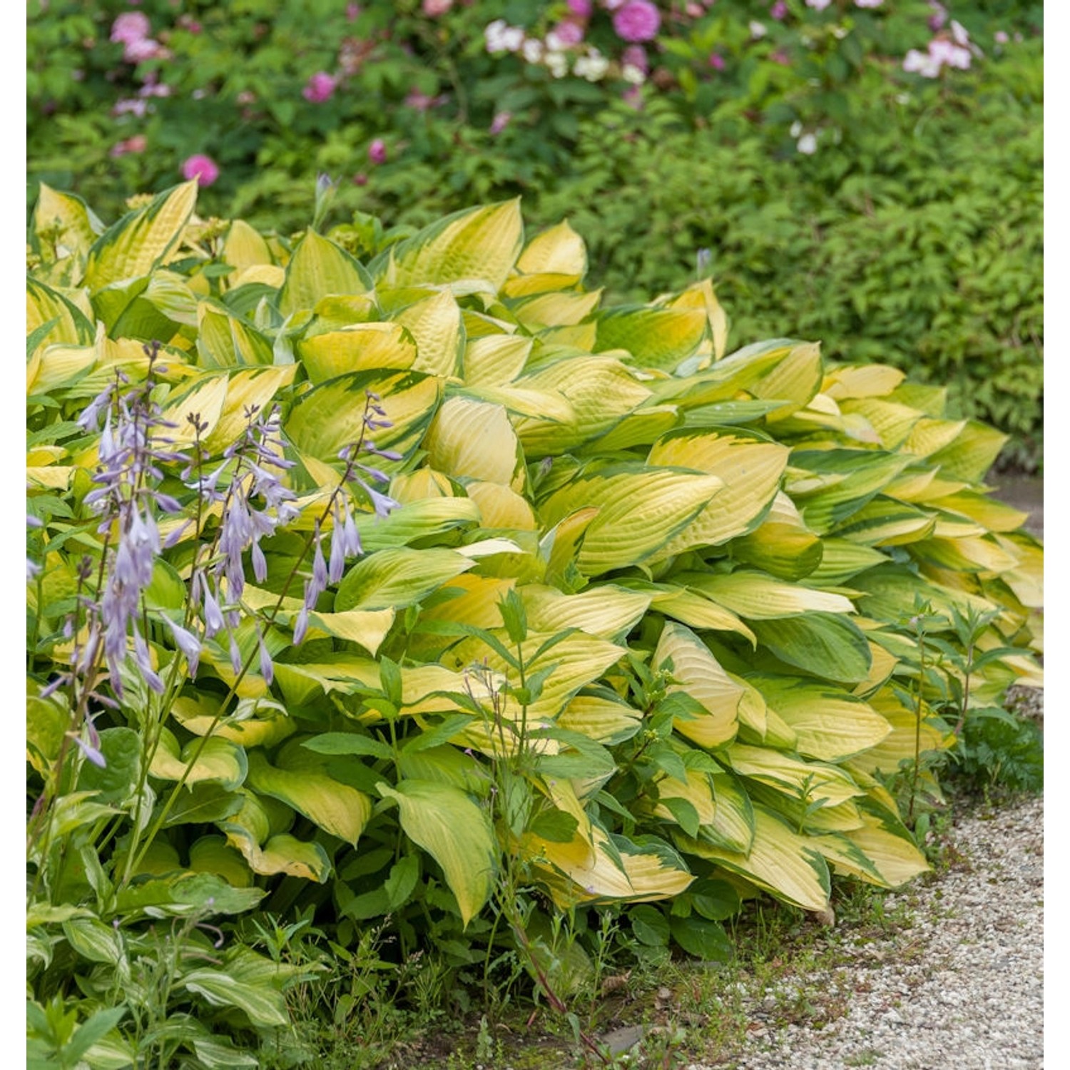 Funkie June Fever - Hosta cultorum günstig online kaufen