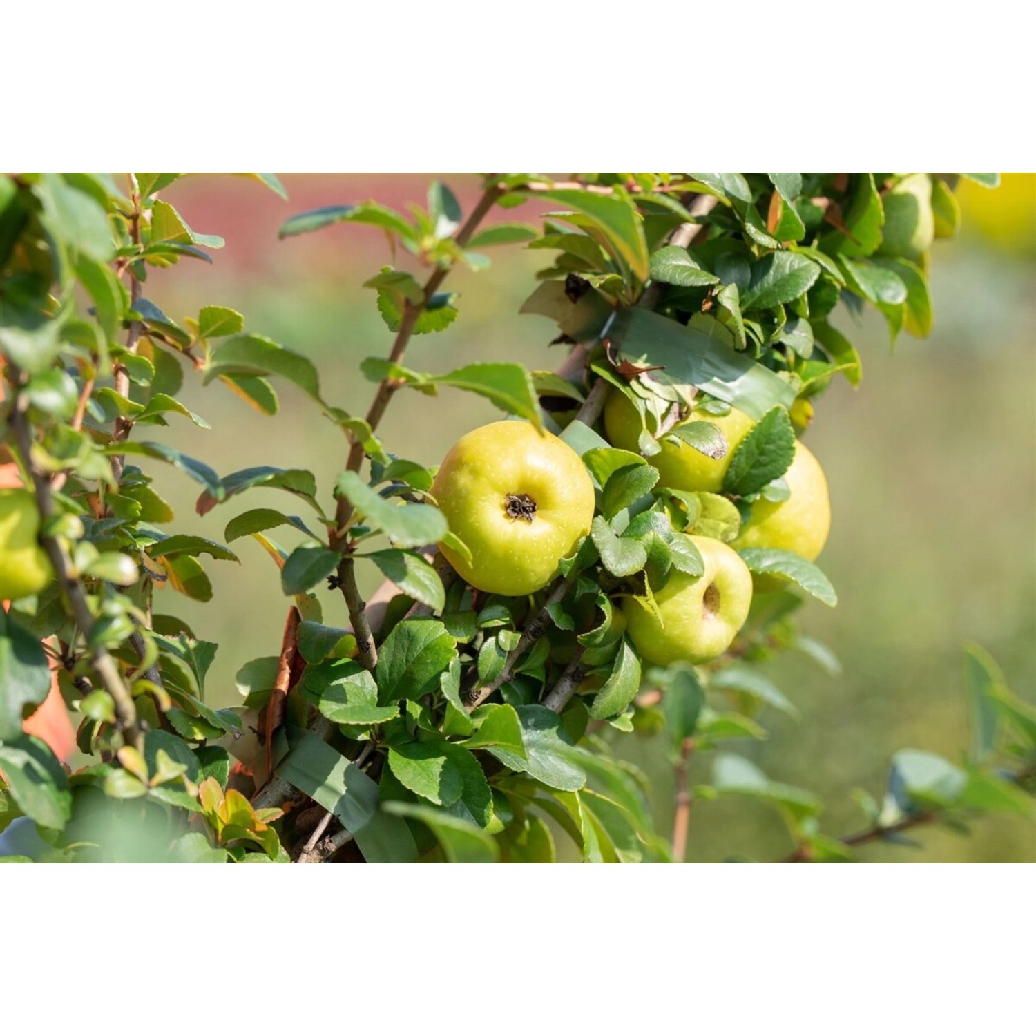 Zierquitte Chaenomeles Japonica Sargentii mit grünen Früchten und Blättern.
