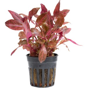 Stoffels Aquariumpflanze Alternanthera reineckii Rosanervig mit pinken Blättern im Topf.