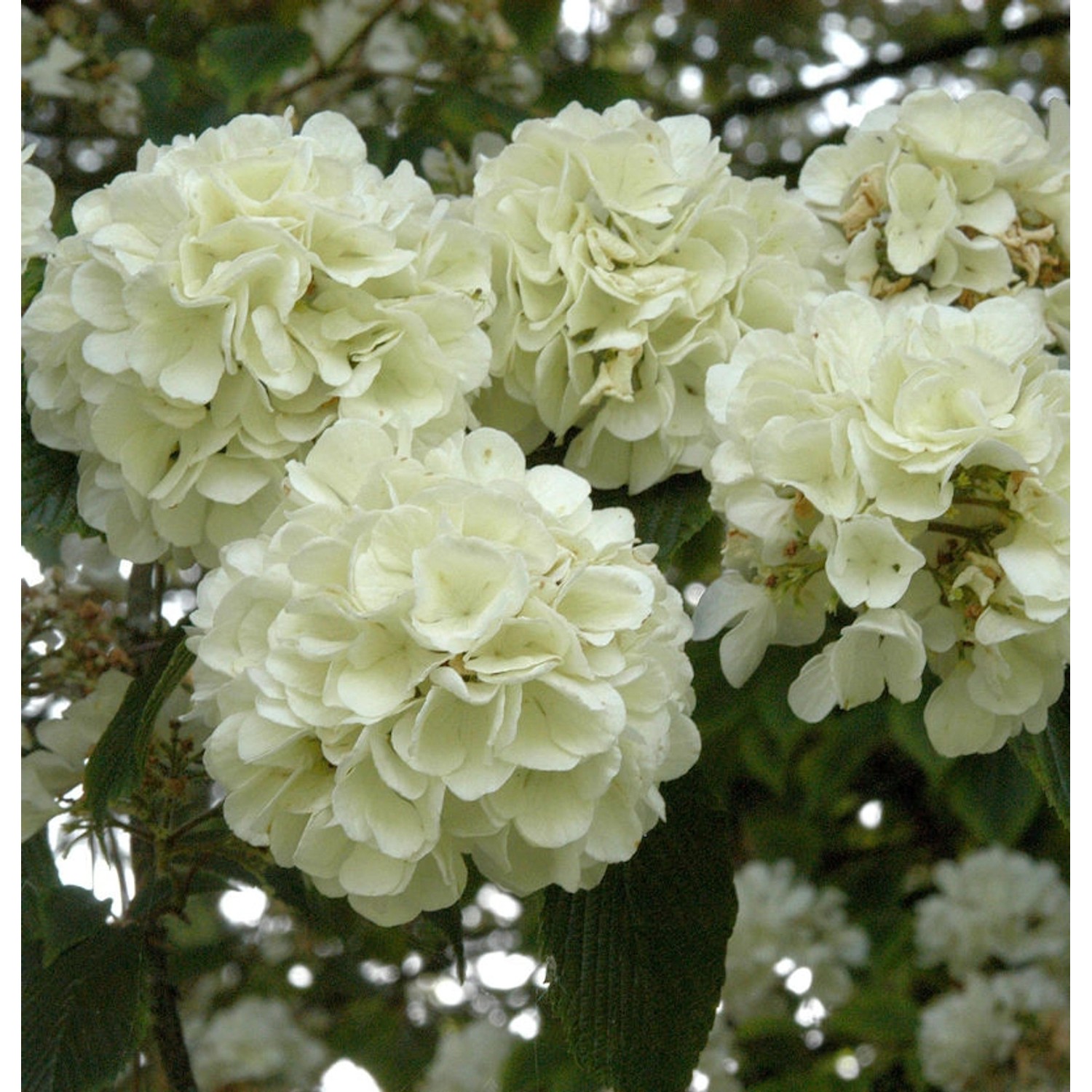 Japanischer Schneeball Openeing Day 30-40cm - Viburnum plicatum günstig online kaufen