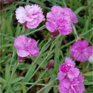 Nahaufnahme der pinkfarbenen Blüten der Pfingstnelke 'Pink Jewel'.