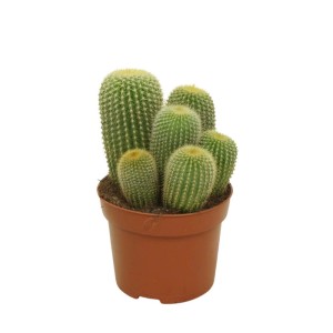 Goldenes Fass Kaktus (Notocactus leninghausii) im 12cm Topf, pflegeleichte Zimmerpflanze.