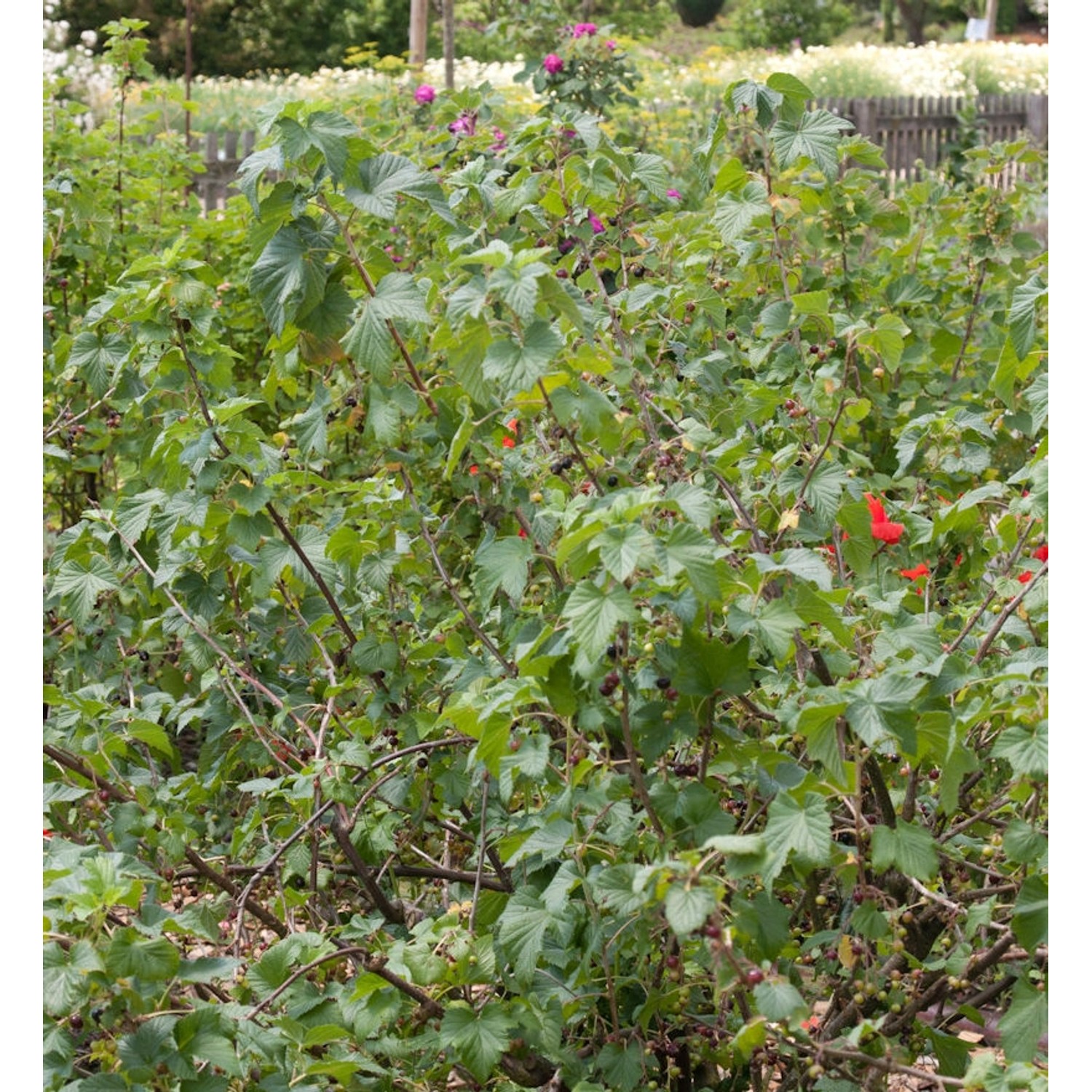 Schwarze Johannisbeere Rosenthals Langtraubige 30-40cm - Ribes nigrum günstig online kaufen