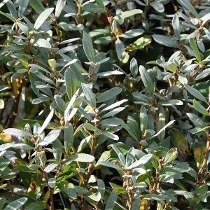 Schweizer Weide Salix helvetica 25 bis 30 cm im Container Dekorativ