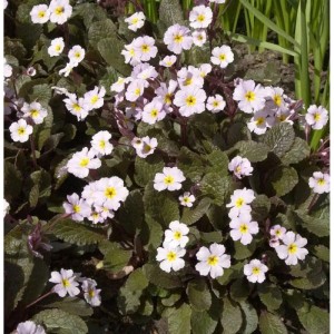 Teppich-Schlüsselblume Garryard Guinevere (Primula juliae) mit helllila Blüten und gelber Mitte.