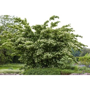 Blühender Chinesischer Blumen-Hartriegel 'Kreuzdame' (40-60 cm) im Garten.