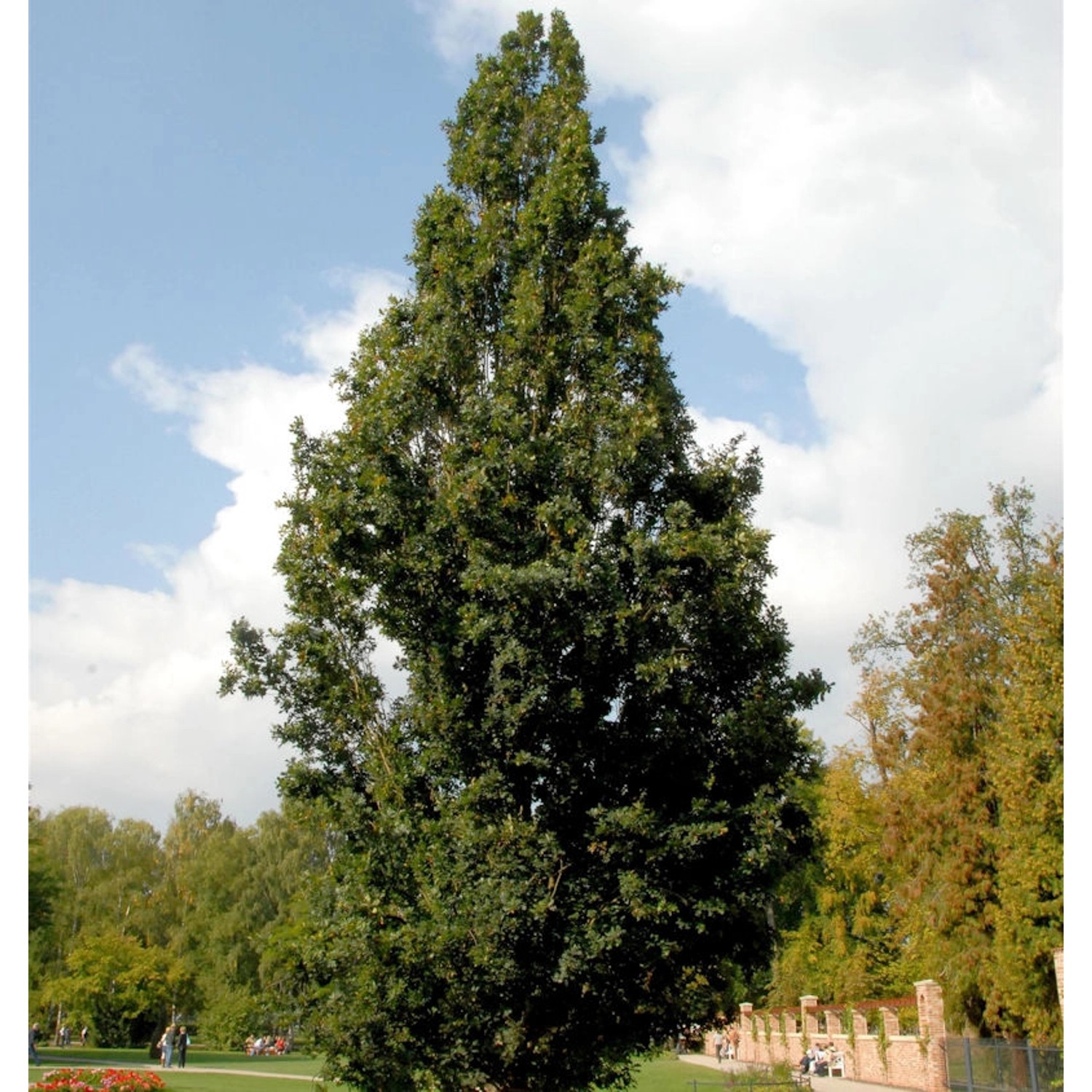 Pyramideneiche 80-100cm - Quercus robur Fastigiata günstig online kaufen