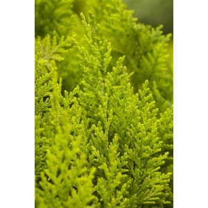 Detailaufnahme der gelben Heckenpflanze Chamaecyparis lawsoniana 'Ivonne', 15-20 cm hoch.