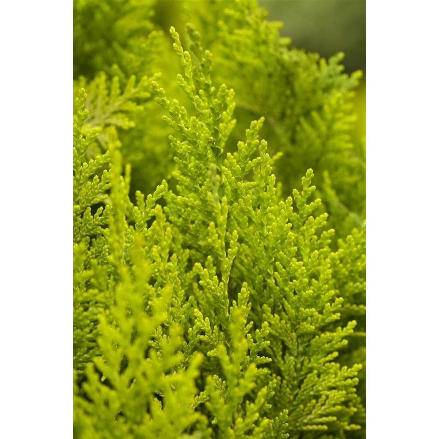 Chamaecyparis lawsoniana 'Ivonne' 15-20 cm günstig online kaufen