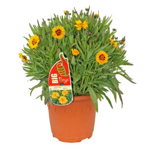 Gelbes Mädchenauge (Coreopsis grandiflora) im Topf, eine farbenfrohe Beetpflanze für den Garten.