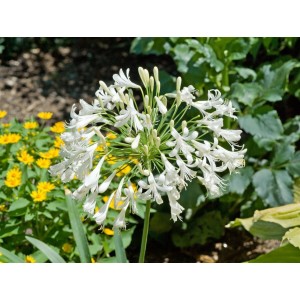Nahaufnahme der weißen Blüte der Agapanthus Africanus Schmucklilie im 9x9 cm Topf.