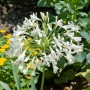 Nahaufnahme der weißen Blüte der Agapanthus Africanus Schmucklilie im 9x9 cm Topf.