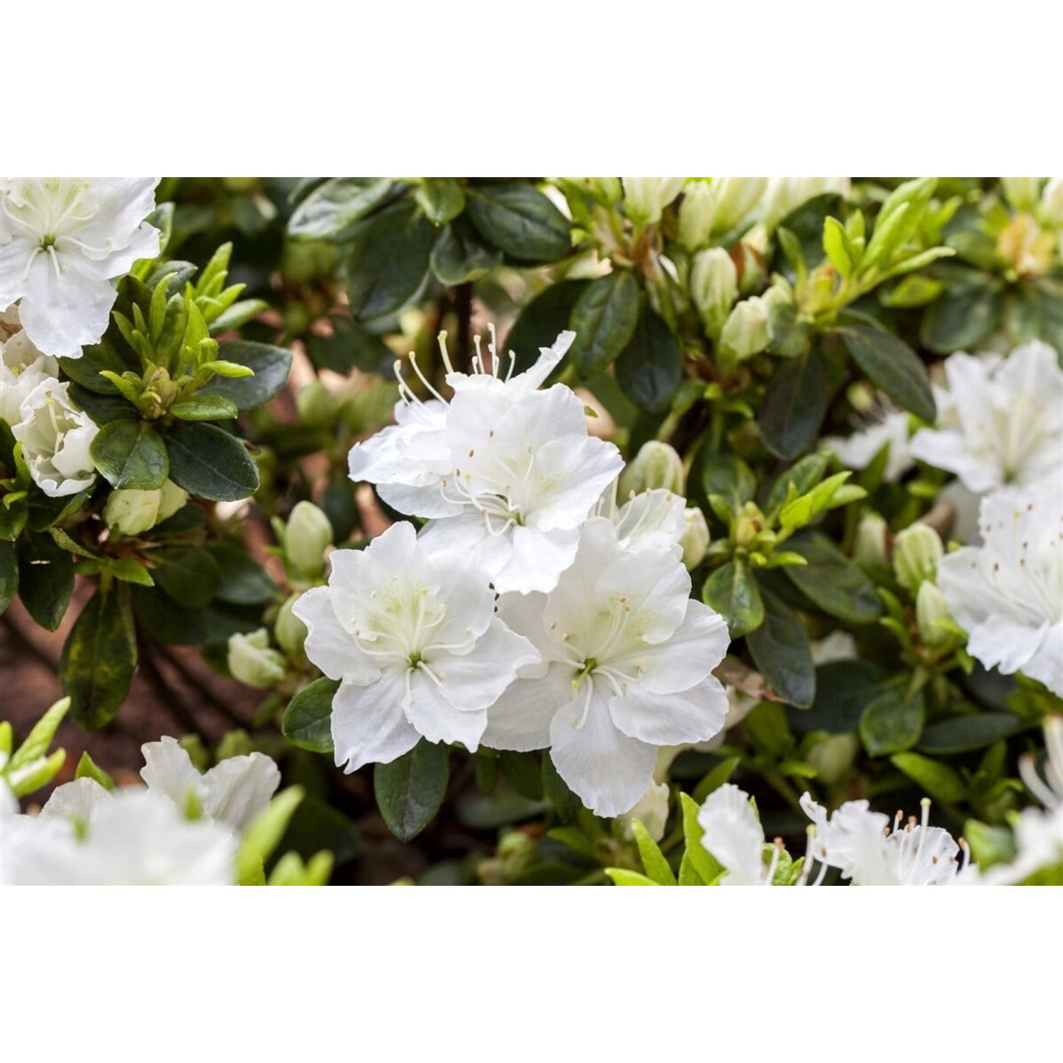 Rhododendron Obtusum Schneewittchen Azalee Weiß 20–25 cm günstig online kaufen