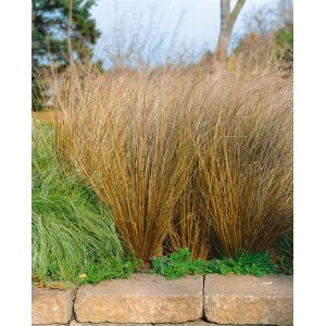 Rotbraune Segge 'Red Rooster' im Garten, Ziergras mit attraktiven Halmen.